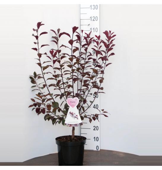 Prunus cistena C7,5 Lit. 100-125 cm