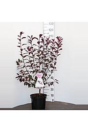 Prunus cistena C7,5 Lit. 80-100 cm