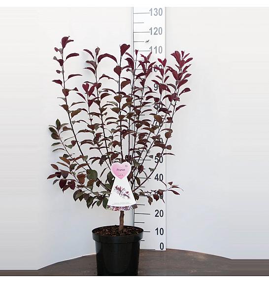 Prunus cistena C7,5 Lit. 80-100 cm