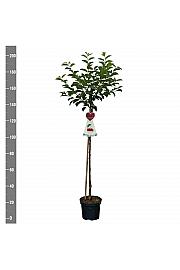 Prunus cerasus Rheinische Schattenmorelle C7,5 Lit. 175-200 cm Na steblu 100 cm