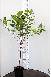 Prunus cerasus Rheinische Schattenmorelle C7,5 Lit. 125-150 cm