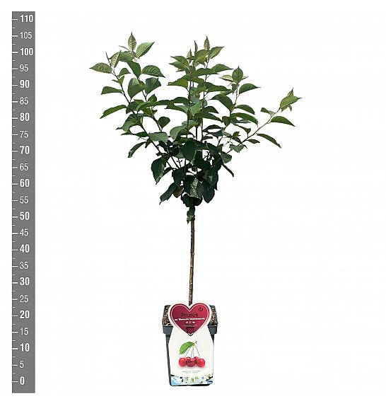 Prunus cerasus Rheinische Schattenmorelle C5 Lit. 80-100 cm Patio
