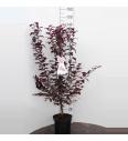 Prunus cerasifera Nigra C7,5 Lit. 100-125 cm