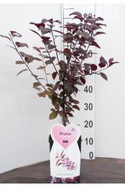 Prunus cerasifera Nigra C5 Lit. 60-80 cm (35405)