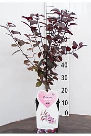 Prunus cerasifera Nigra C5 Lit. 60-80 cm