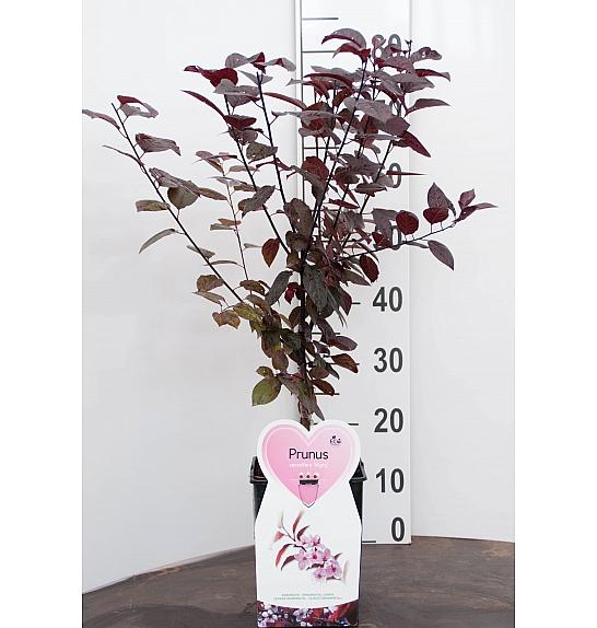 Prunus cerasifera Nigra C5 Lit. 60-80 cm
