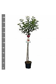 Prunus cerasifera Morellenfeuer C7,5 Lit. 175-200 cm Na steblu 100 cm