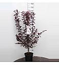 Prunus cerasifera Hollywood C7,5 Lit. 100-125 cm