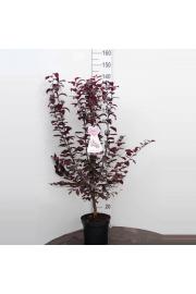 Prunus cerasifera Hollywood C7,5 Lit. 100-125 cm