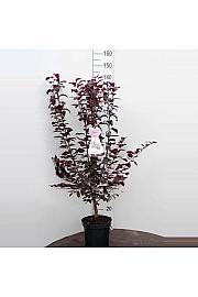 Prunus cerasifera Hollywood C7,5 Lit. 80-100 cm