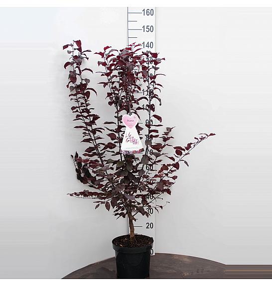Prunus cerasifera Hollywood C7,5 Lit. 80-100 cm
