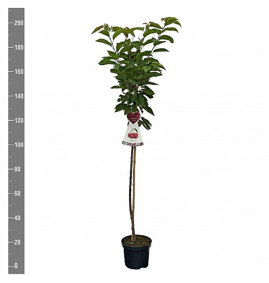Prunus avium Sunburst C7,5 Lit. 175-200 cm Na steblu 100 cm