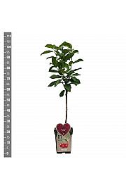 Prunus avium Sunburst C5 Lit. 80-100 cm BIO