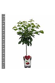 Prunus avium Stella Compact C5 Lit. 80-100 cm Patio