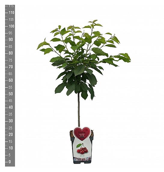 Prunus avium Stella Compact C5 Lit. 80-100 cm Patio