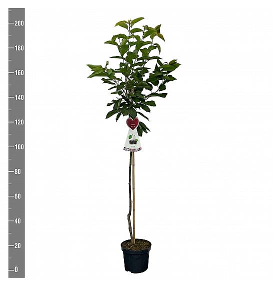 Prunus avium Regina C7,5 Lit. 175-200 cm Na steblu 100 cm