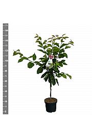 Prunus avium Regina C7,5 Lit. 125-150 cm