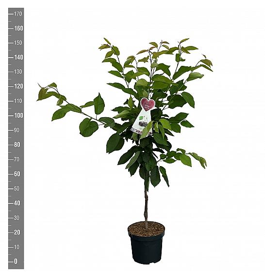 Prunus avium Regina C7,5 Lit. 125-150 cm