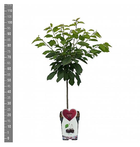 Prunus avium Regina C5 Lit. 80-100 cm Patio