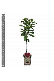 Prunus avium Regina C5 Lit. 80-100 cm BIO