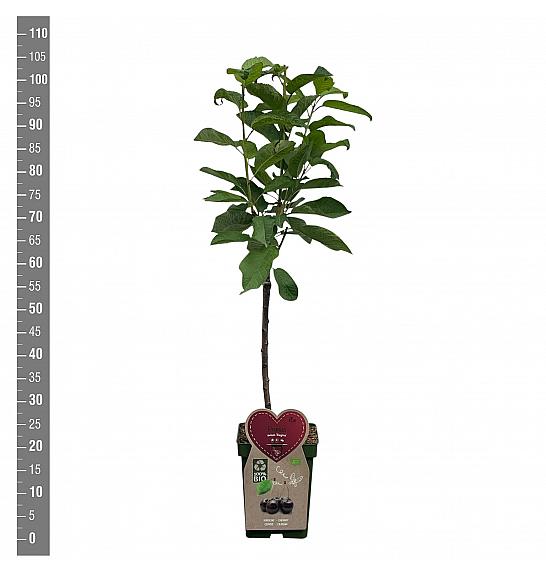 Prunus avium Regina C5 Lit. 80-100 cm BIO