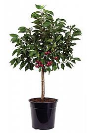 Prunus avium Piemont C5 Lit. 60-80 cm Na steblu