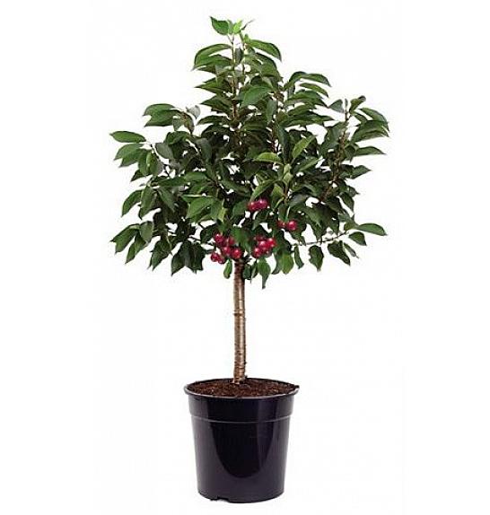 Prunus avium Piemont C5 Lit. 60-80 cm Na steblu