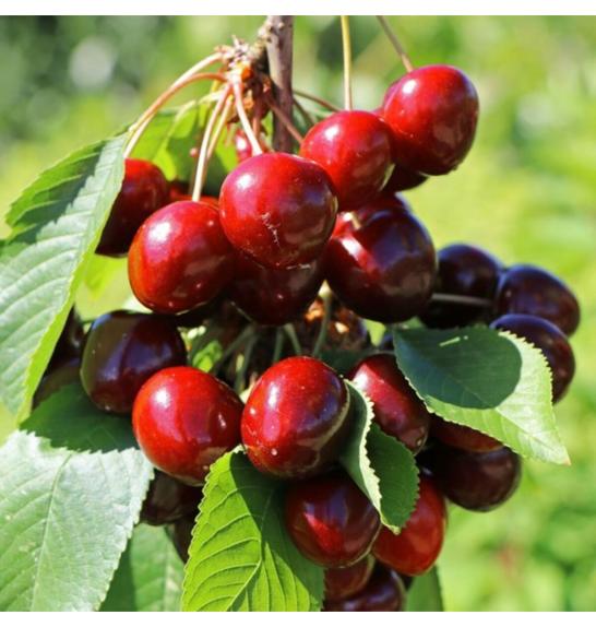 Prunus avium Maynard C5 Lit. 60-80 cm Stebričasta