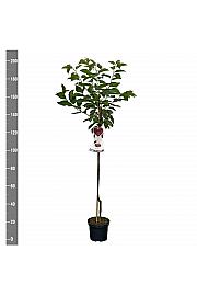 Prunus avium Kordia C7,5 Lit. 175-200 cm Na steblu 100 cm