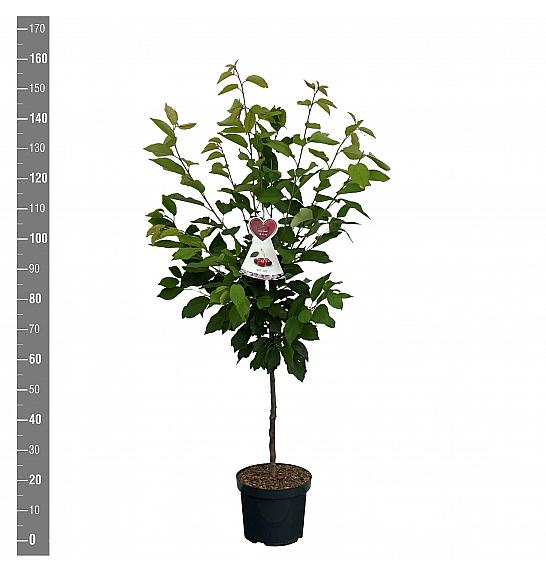 Prunus avium Kordia C7,5 Lit. 125-150 cm