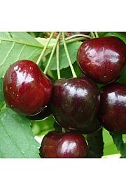 Prunus avium Kordia C7,5 Lit. 125-150 cm