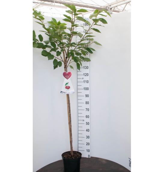 Prunus avium Grosse Schwarze Knorpelkirsche C7,5 Lit. 175-200 cm Na steblu 100 cm