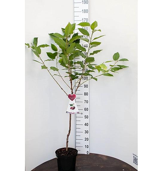 Prunus avium Dönissens Gelbe C7,5 Lit. 125-150 cm