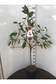 Prunus avium C7,5 Lit. 150-175 cm Špalir