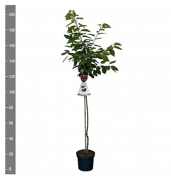 Prunus avium Büttner Rote Knorpelkirsche C7,5 Lit. 175-200 cm Na steblu 100 cm
