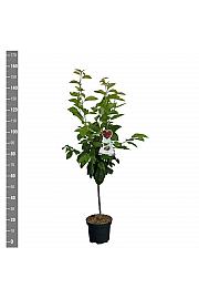 Prunus avium Büttner Rote Knorpelkirsche C7,5 Lit. 125-150 cm