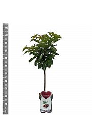 Prunus avium Büttner Rote Knorpelkirsche C5 Lit. 80-100 cm Patio