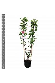 Prunus avium Bigarreau Napoleon x Grosse Schwarze Knorpelkirsche C7,5 Lit. 140-160 cm Duo