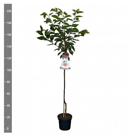Prunus avium Bigarreau Napoléon C7,5 Lit. 175-200 cm Na steblu 100 cm