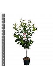 Prunus avium Bigarreau Napoléon C7,5 Lit. 125-150 cm