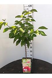 Prunus avium Bigarreau Napoléon C5 Lit. 80-100 cm BIO (55681)