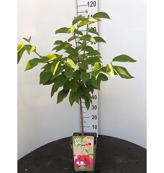 Prunus avium Bigarreau Napoléon C5 Lit. 80-100 cm BIO (55681)