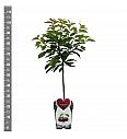 Prunus avium Bigareau Burlat C5 Lit. 80-100 cm Patio