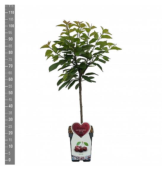 Prunus avium Bigareau Burlat C5 Lit. 80-100 cm Patio