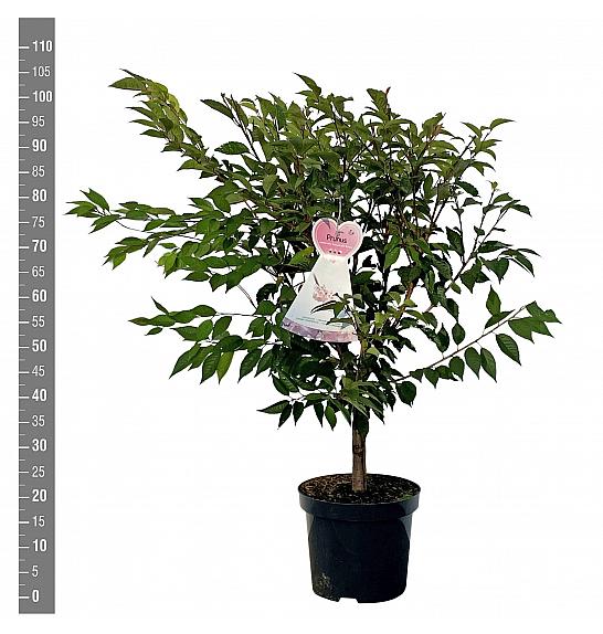 Prunus Autumnalis Rosea C7,5 Lit. 80-100 cm