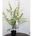 Prunus Autumnalis Rosea C7,5 Lit. 100-125 cm