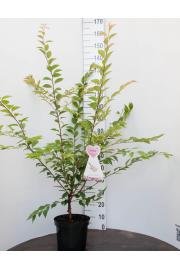 Prunus Autumnalis Rosea C7,5 Lit. 100-125 cm