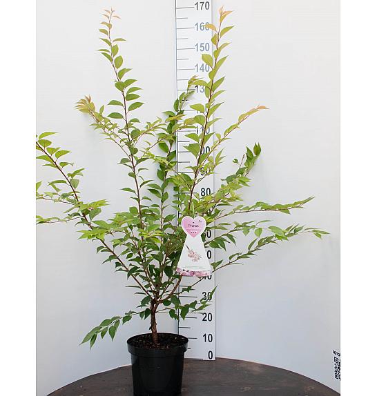 Prunus Autumnalis Rosea C7,5 Lit. 80-100 cm
