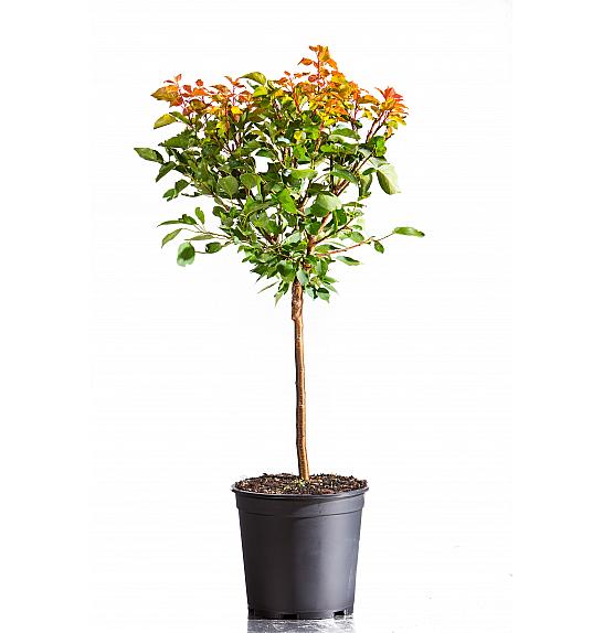 Prunus armeniaca Orange Beauty C10 Lit. 100-125 cm Na steblu