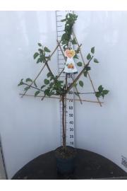 Prunus armeniaca C7,5 Lit. 150-175 cm Špalir